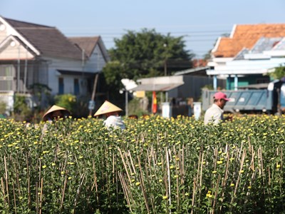 Khánh Hòa: Làng hoa cúc Ninh Giang rộn ràng vào vụ Tết