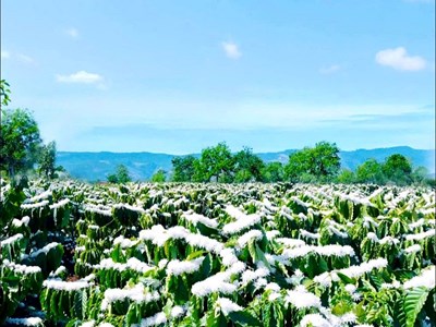 Tinh khôi mùa hoa cà phê nơi đại ngàn