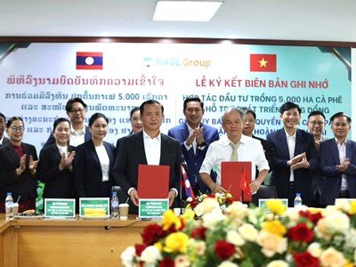 Gia Lai: Tập đoàn HAGL và tỉnh Champasak hợp tác Dự án trồng 5.000ha cà phê