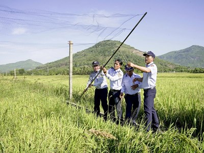 Khánh Hòa: Kiến nghị đưa chim yến vào danh mục “Động vật cần bảo tồn” 