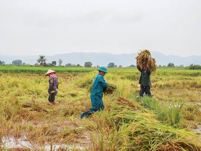 Gia Lai: Chung tay thu hoạch lúa, giảm thiệt hại cho người dân sau mưa lớn