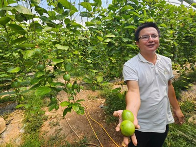 Chanh dây bén rễ trên vùng đất khó Nam Khánh Hòa