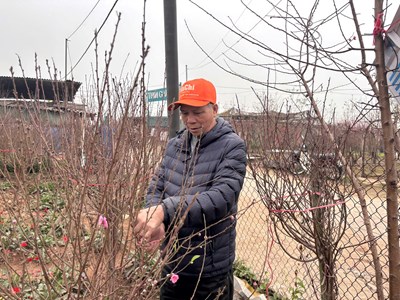 Quất đào rực rỡ cận Tết, người mua vẫn thưa thớt