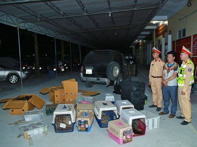 Phá đường dây vận chuyển 420 cá thể động vật hoang dã từ Nam ra Bắc