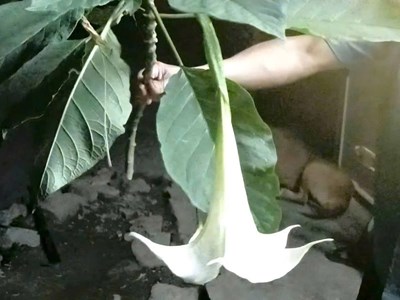 Hái rau rừng về nấu ăn, 3 người trong gia đình nhập viện cấp cứu