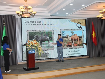 Khẳng định vai trò của lạc đà trong văn hoá Ả-rập Xê-út