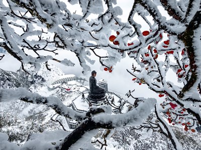 Hoa anh đào Nhật nở rực rỡ tại Fansipan chào đón năm mới