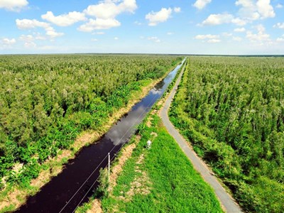 Phê duyệt Đề án Thành lập và phát triển thị trường carbon tại Việt Nam