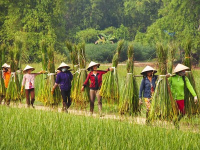 Đặc sắc chiếu cói Hoài Nhơn