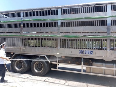 Gia Lai thành lập “nóng” 4 chốt kiểm soát dịch bệnh động vật liên ngành