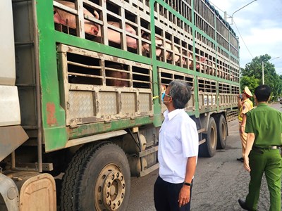 Gia Lai tạm giữ xe chở lợn có dấu hiệu nhiễm bệnh
