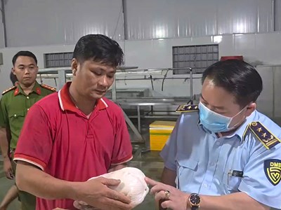 Gia Lai tiêu hủy hơn 100 tấn thịt lợn không rõ nguồn gốc