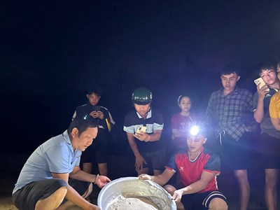 Thả 11 cá thể rùa vừa “chào đời” về môi trường biển tự nhiên 