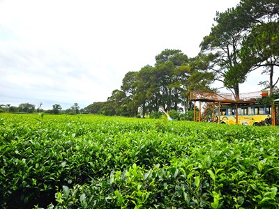 Gia Lai: Giữ nguyên hơn 62ha chè ở Biển Hồ để tạo cảnh quan đặc trưng gắn với du lịch