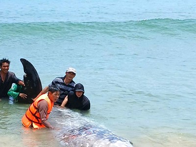 Cá voi mắc cạn rồi chết, được ngư dân Gia Lai an táng theo phong tục