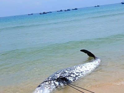 Cá voi mắc cạn rồi chết ở vùng biển Gia Lai là cá voi mõm khoằm Cuvier