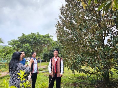 Gia Lai siết chặt quản lý mã số vùng trồng, cơ sở đóng gói