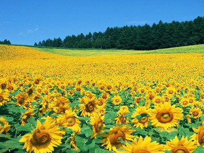 Cánh đồng hoa hướng dương Nghệ An sắp mở cửa đón khách tham quan tự do