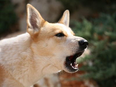 Trách nhiệm pháp lý của chủ nuôi đến đâu?