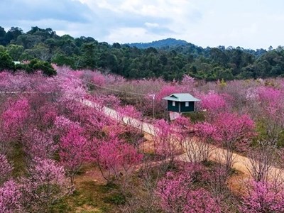 Khi sắc hoa xuân dẫn lối du lịch vùng cao