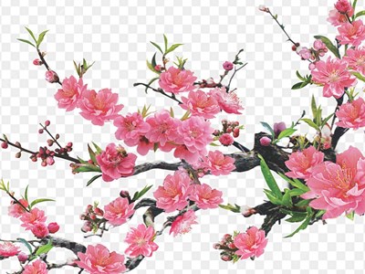 Thơ Tết của Bác