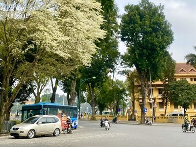 Hoa sưa nở trắng trời Hà Nội: Các cung đường “hút” người check-in 