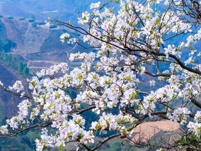 Về Điện Biên mùa hoa ban nở, dự Lễ hội Hoa Ban 2026