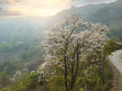 Theo chân giới trẻ săn hoa ban nở sớm ở Tây Bắc