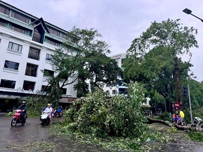 Không cây nào sống tốt với vải bạt quấn rễ