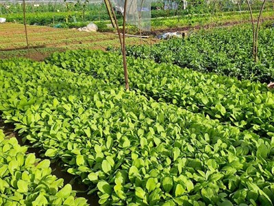 Bài 2: Chắp hương rừng về phố