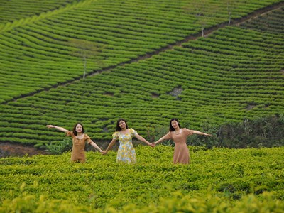 Lễ hội Trà quốc tế sẽ diễn ra gần một tháng tại Lâm Đồng