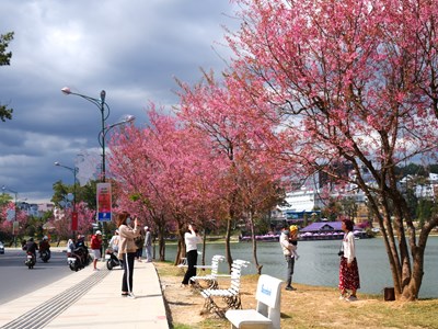 Lâm Đồng: Sẽ tổ chức Lễ hội hoa Mai Anh Đào - Đà Lạt