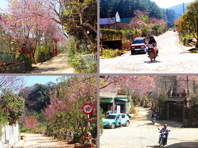 Buôn làng K’Ho bừng sắc xuân trong mùa mai Anh đào