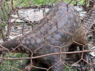 Lâm Đồng: Người dân giao nộp cá thể tê tê quý hiếm cho chính quyền
