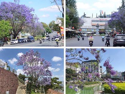 Phượng tím nở rộ, du lịch Đà Lạt thêm sức hút