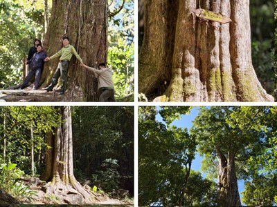 Khám phá quần thể thông đỏ 2.500 trên núi Voi