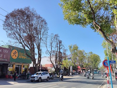 Lâm Đồng: Hàng loạt cây long não cổ thụ chết bất thường giữa phố