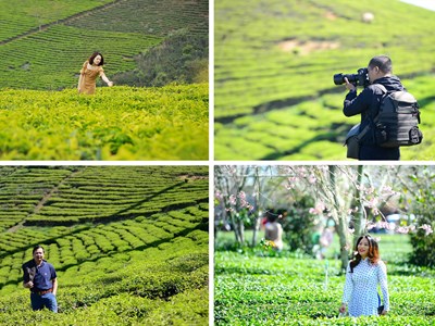 Đồi chè Cầu Đất, từ nông trường chè của người Pháp đến điểm check in “siêu hot” tại Đà Lạt