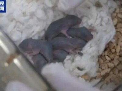 Chú chuột vũ trụ vừa sinh ra 9 chú chuột con 