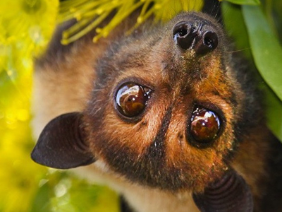 Không có vaccine, tỉ lệ tử vong tới 75%, có thể không triệu chứng: Bác sĩ giải thích vì sao dịch virus Nipah cần phòng tránh ngay từ đầu?