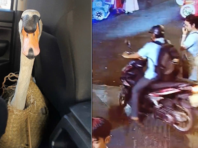 Toàn cảnh quá trình giải cứu thiên nga trắng 60 triệu bị nhét vào balo, “bắt cóc” khỏi Thảo Cầm Viên