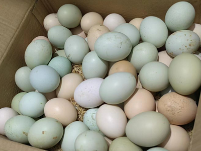 Nghiên cứu phát hiện thời điểm trứng để ở nhiệt độ phòng bị nhiễm khuẩn