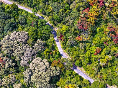 Rừng Sơn Trà rực rỡ sắc màu mùa thay lá