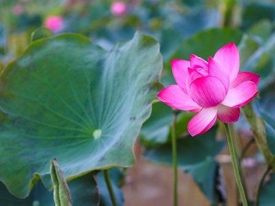 Ngỡ ngàng trước vẻ đẹp thơ mộng của đầm sen Trà Lý
