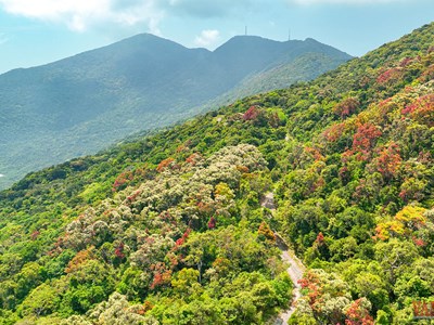Đà Nẵng mở lại tuyến tham quan, dã ngoại tại bán đảo Sơn Trà
