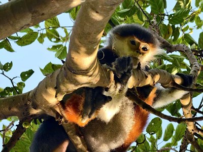 Giải cứu Voọc chà vá chân nâu quý hiếm mắc bẫy tại bán đảo Sơn Trà