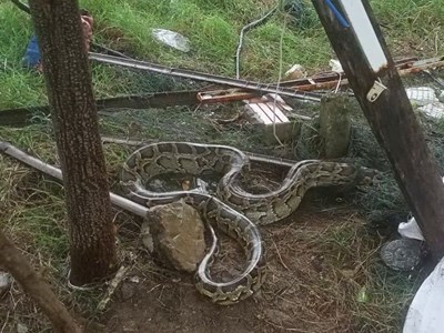 Trăn đất nặng 15kg lạc vào khu dân cư ở Đà Nẵng, được thả về rừng an toàn