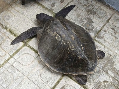 Thả về biển cá thể đồi mồi dứa quý hiếm