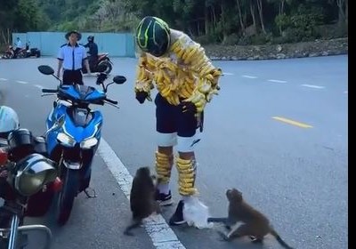 Phản cảm cảnh du khách trêu khỉ hoang dã tại Sơn Trà