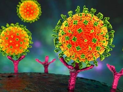 Đà Nẵng tăng cường phòng, chống dịch bệnh do virus Nipah